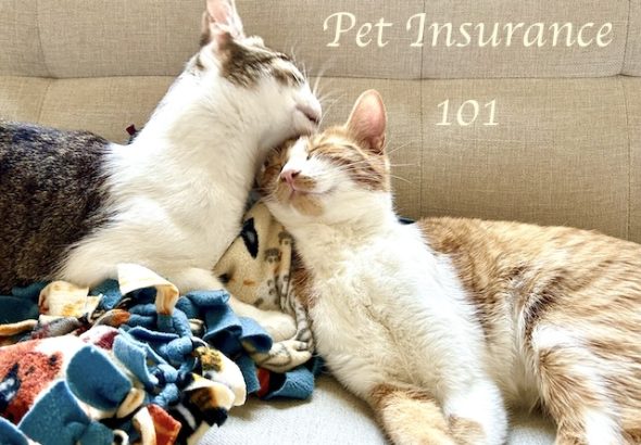 insurance-1-13.jpg