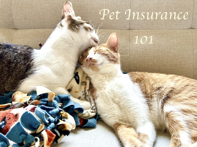 insurance-1-13.jpg